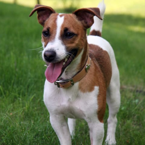 Jack Russell